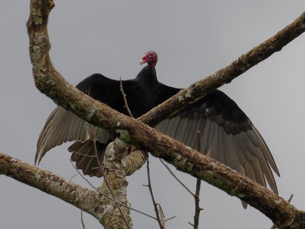<h3><a href="/trips/costa-rica/biota/animalia/chordata/aves/017 accipitriformes/001 cathartidae/cathartes aura/cathartes aura-nl.html">Cathartes&nbsp;aura</a> / Turkey&nbsp;vulture / Roodkopgier</h3>OM-1 met OLYMPUS M.300mm F4.0, 1/250 sec  bij F5.6, ISO 80, afstand 327&nbsp;m